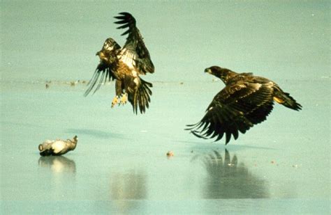 Bald Eagle Hunting Facts .